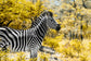 輸入壁紙 カスタム壁紙 PHOTOWALL / Awesome South Africa - Burchell&#039;s Zebra (e328617)