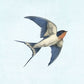 輸入壁紙 カスタム壁紙 PHOTOWALL / Barn Swallow on Blue (e330732)