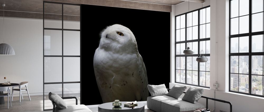 輸入壁紙 カスタム壁紙 PHOTOWALL / Snowy Owl Looks to the Sun (e330983)