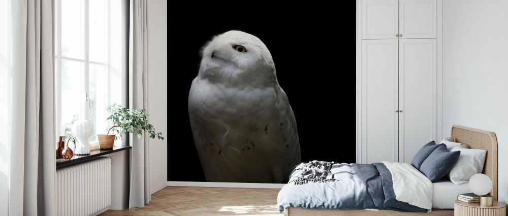 輸入壁紙 カスタム壁紙 PHOTOWALL / Snowy Owl Looks to the Sun (e330983)