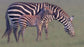 輸入壁紙 カスタム壁紙 PHOTOWALL / Zebra and Foal (e331660)