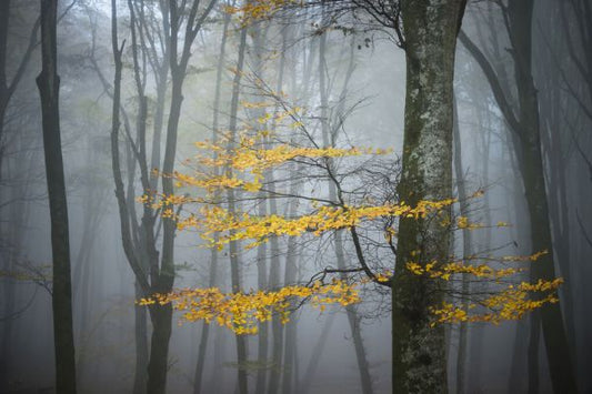 輸入壁紙 カスタム壁紙 PHOTOWALL / Beech Forest in Autumn (e332142)