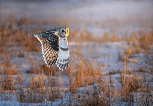 輸入壁紙 カスタム壁紙 PHOTOWALL / Short Eared Owl (e331965)