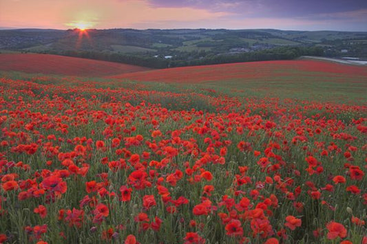 輸入壁紙 カスタム壁紙 PHOTOWALL / Sunset Over Fields of Common Poppies (e332037)