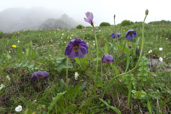 輸入壁紙 カスタム壁紙 PHOTOWALL / Blue Poppy in Kawakarpo Mountain (e332091)