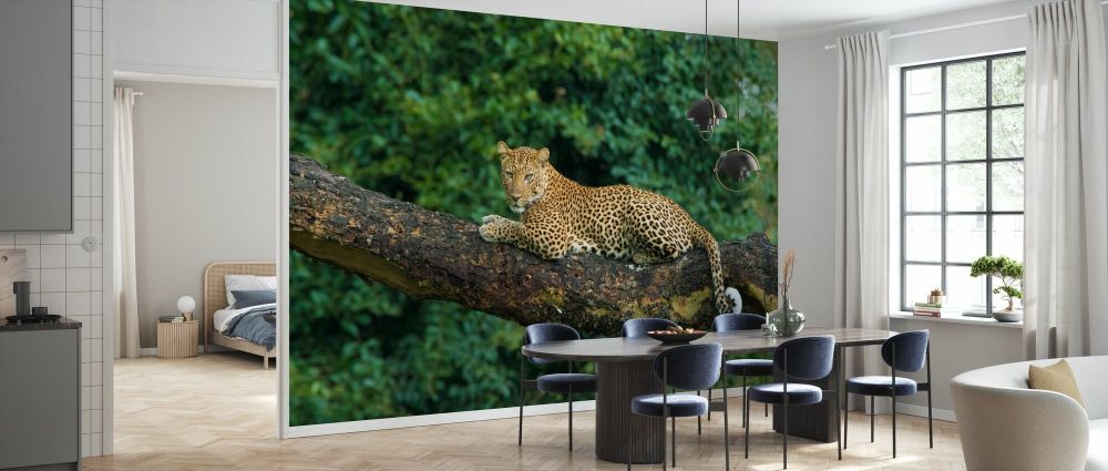 輸入壁紙 カスタム壁紙 PHOTOWALL / Leopard Lying on a Acacia Tree (e332099)