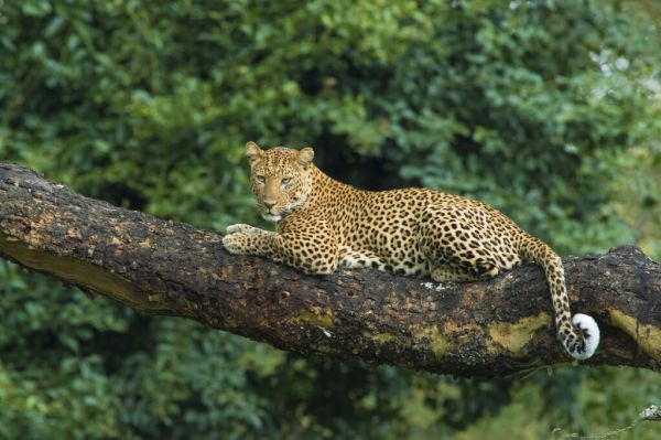 輸入壁紙 カスタム壁紙 PHOTOWALL / Leopard Lying on a Acacia Tree (e332099)