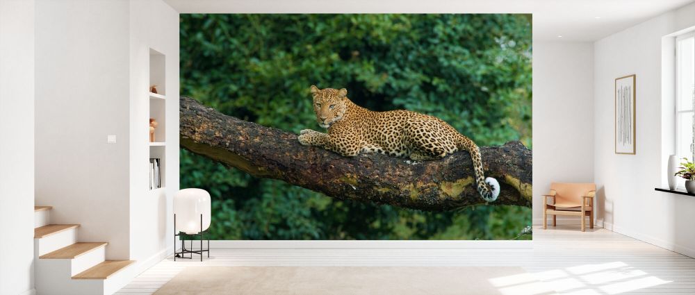 輸入壁紙 カスタム壁紙 PHOTOWALL / Leopard Lying on a Acacia Tree (e332099)