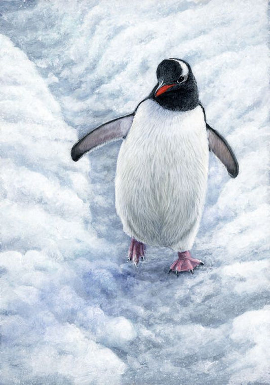 輸入壁紙 カスタム壁紙 PHOTOWALL / Gentoo Penguin (e332574)