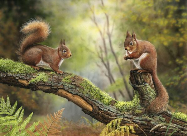 輸入壁紙 カスタム壁紙 PHOTOWALL / Red Squirrels (e332598)