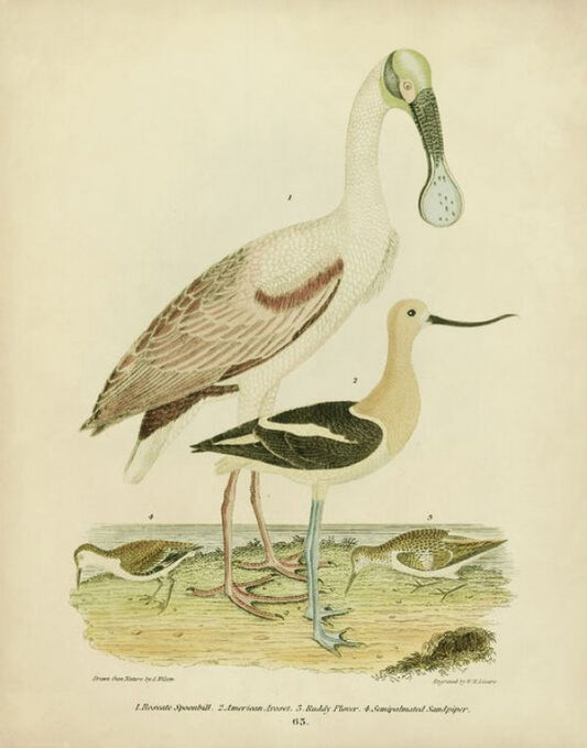 輸入壁紙 カスタム壁紙 PHOTOWALL / Antique Spoonbill and Sandpipers (e333430)