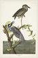 輸入壁紙 カスタム壁紙 PHOTOWALL / Yellow-Crowned Heron (e333454)