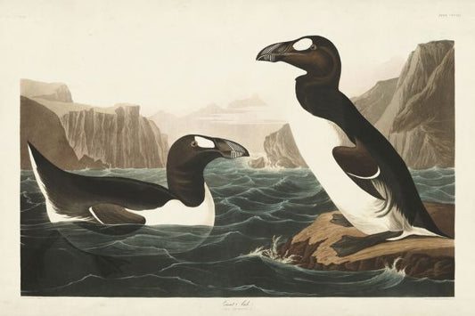 輸入壁紙 カスタム壁紙 PHOTOWALL / Great Auk (e333458)