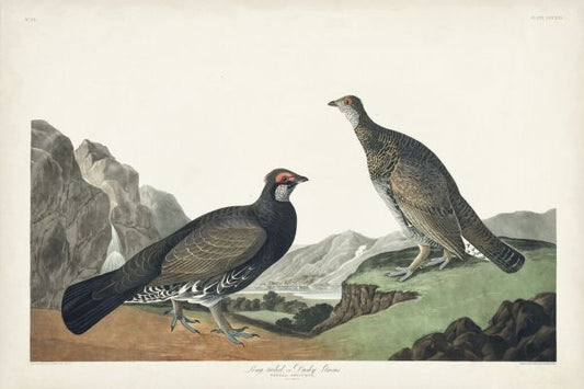 輸入壁紙 カスタム壁紙 PHOTOWALL / Long-Tailed or Dusky Grouse (e333463)