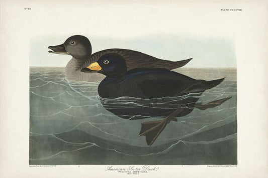 輸入壁紙 カスタム壁紙 PHOTOWALL / American Scoter Duck (e333473)