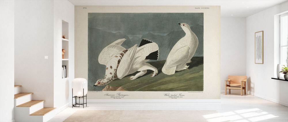 輸入壁紙 カスタム壁紙 PHOTOWALL / American Ptarmigan (e333476)