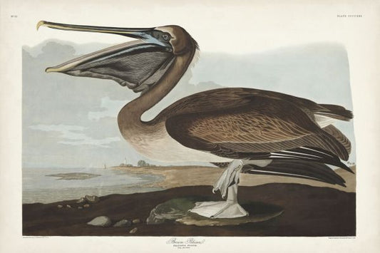 輸入壁紙 カスタム壁紙 PHOTOWALL / Brown Pelican (e333478)