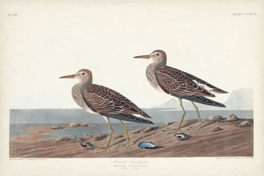 輸入壁紙 カスタム壁紙 PHOTOWALL / Pectoral Sandpiper (e333509)