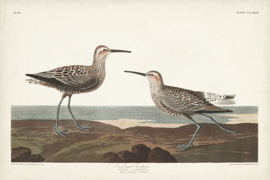 輸入壁紙 カスタム壁紙 PHOTOWALL / Long-Legged Sandpiper (e333512)