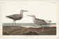 輸入壁紙 カスタム壁紙 PHOTOWALL / Long-Legged Sandpiper (e333512)