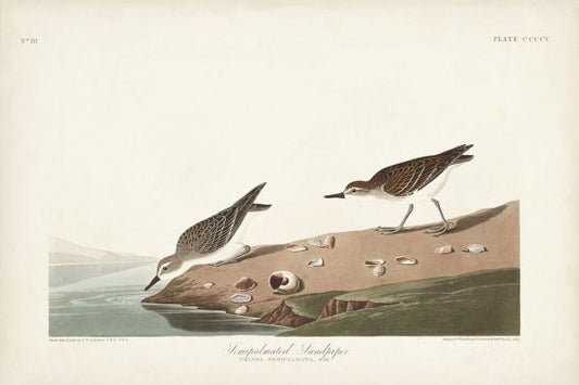 輸入壁紙 カスタム壁紙 PHOTOWALL / Semipalmated Sandpiper (e333514)