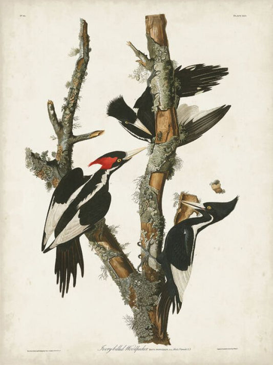 輸入壁紙 カスタム壁紙 PHOTOWALL / Ivory-Billed Woodpecker (e333515)