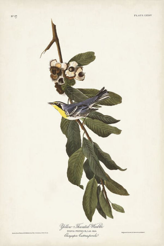 輸入壁紙 カスタム壁紙 PHOTOWALL / Yellow-Throated Warbler (e333529)