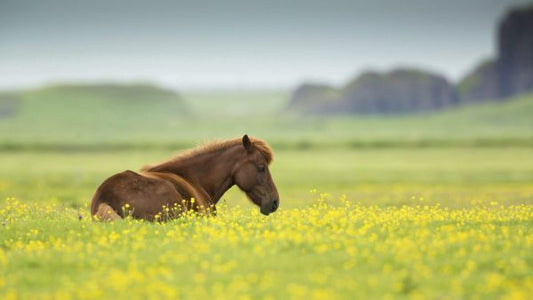 輸入壁紙 カスタム壁紙 PHOTOWALL / Icelandic Horse (e333699)