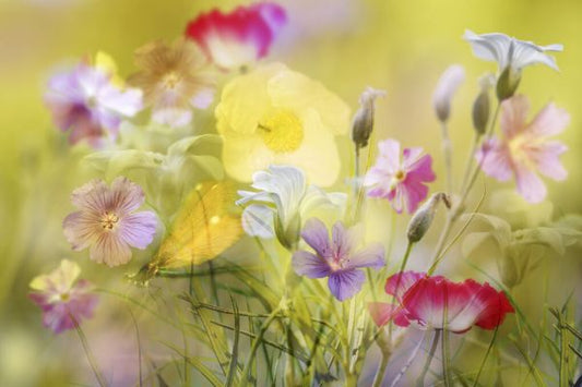 輸入壁紙 カスタム壁紙 PHOTOWALL / Tiny Garden in a Summer Field (e333702)