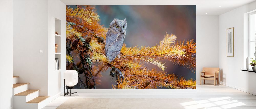 輸入壁紙 カスタム壁紙 PHOTOWALL / Eurasian Scops Owl (e333710)