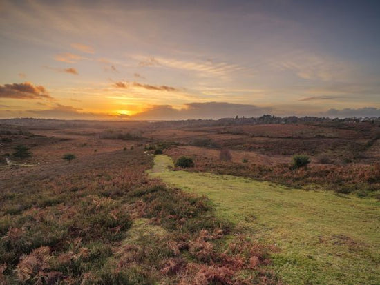 輸入壁紙 カスタム壁紙 PHOTOWALL / Sunset New Forest England (e333979)