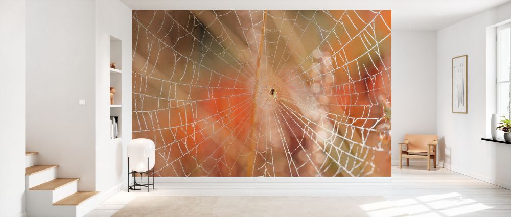 輸入壁紙 カスタム壁紙 PHOTOWALL / Spider Web on Morning Sunlight (e333994)