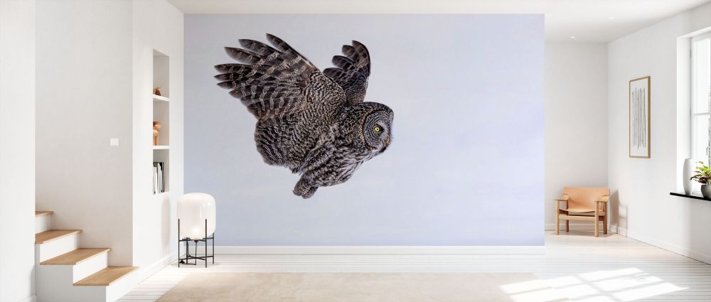 輸入壁紙 カスタム壁紙 PHOTOWALL / Great Grey Owl (e335662)