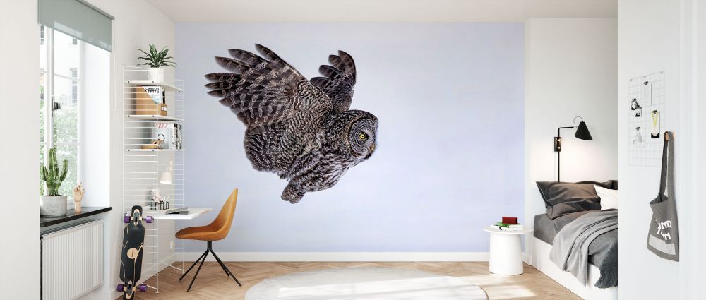 輸入壁紙 カスタム壁紙 PHOTOWALL / Great Grey Owl (e335662)