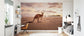 輸入壁紙 カスタム壁紙 PHOTOWALL / Kangaroo at the Australian Beach (e335992)