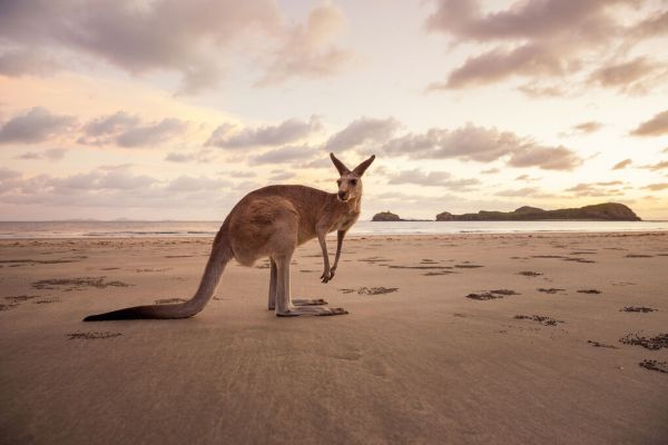 輸入壁紙 カスタム壁紙 PHOTOWALL / Kangaroo at the Australian Beach (e335992)