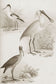 輸入壁紙 カスタム壁紙 PHOTOWALL / Sepia Water Birds II (e336328)