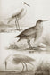 輸入壁紙 カスタム壁紙 PHOTOWALL / Sepia Water Birds III (e336329)