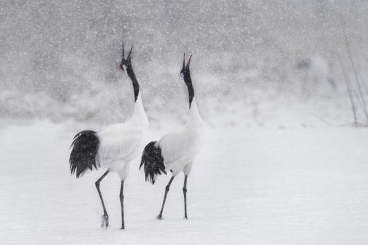 輸入壁紙 カスタム壁紙 PHOTOWALL / Japanese Cranes (e84019)