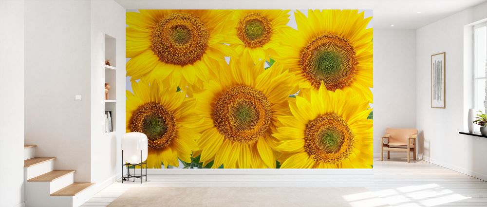 輸入壁紙 カスタム壁紙 PHOTOWALL / Yellow Sunflowers (e84541)