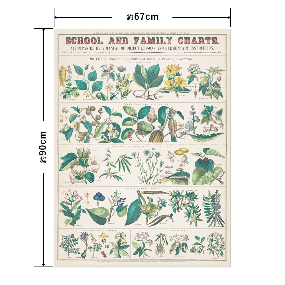 Hattan Art Poster ハッタンアートポスター botanical: economical uses of plants / HP-00017 Lサイズ(67cm×90cm)