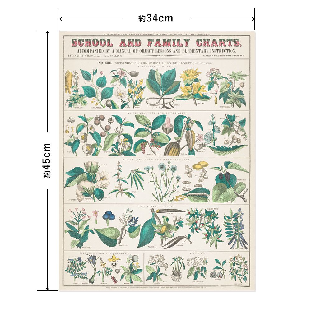 Hattan Art Poster ハッタンアートポスター botanical: economical uses of plants / HP-00017 Sサイズ(34cm×45cm)