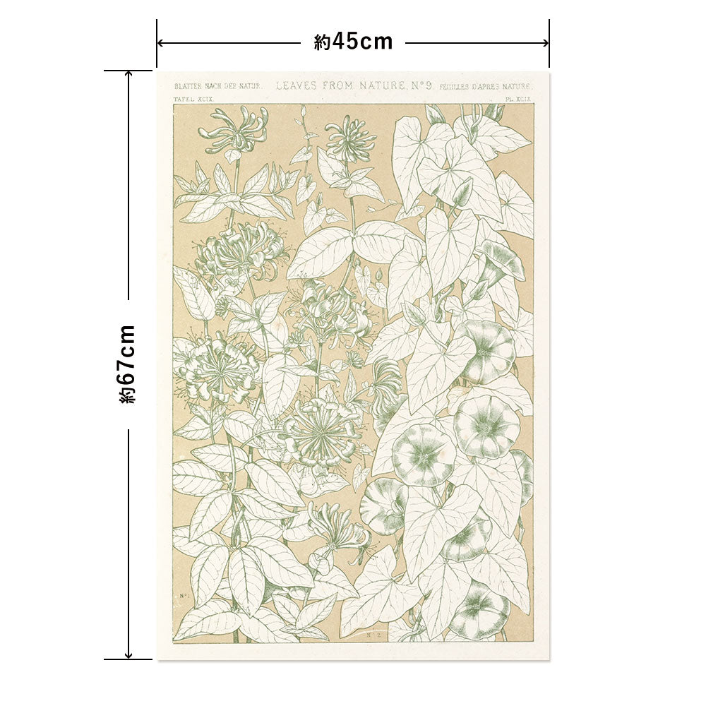 Hattan Art Poster ハッタンアートポスター Leaves from Nature No.9 / HP-00259 Mサイズ(45cm×67cm)