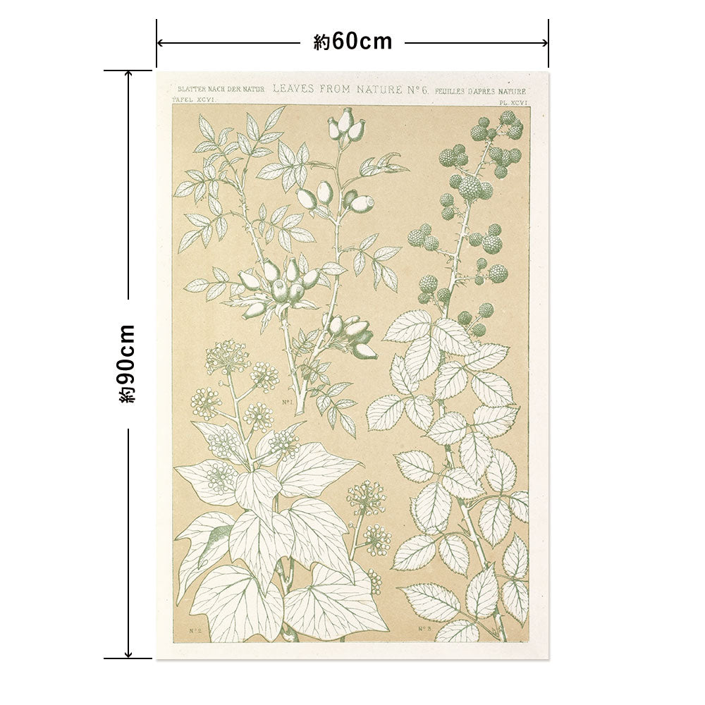 Hattan Art Poster ハッタンアートポスター Leaves from Nature No.6 / HP-00260 Lサイズ(60cm×90cm)