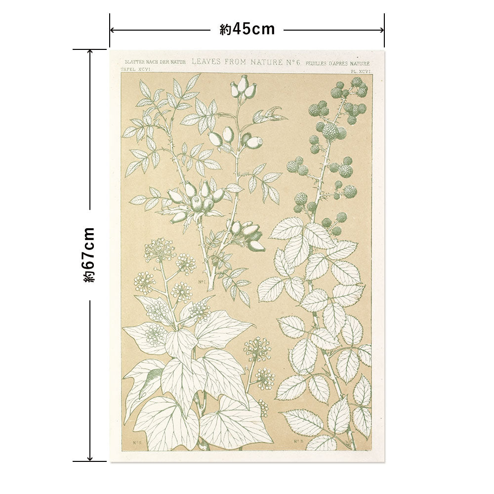 Hattan Art Poster ハッタンアートポスター Leaves from Nature No.6 / HP-00260 Mサイズ(45cm×67cm)