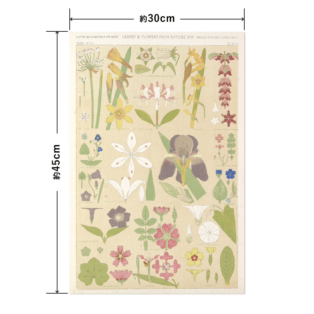 Hattan Art Poster ハッタンアートポスター Leaves and flowers from Nature No.8 / HP-00262 Sサイズ(30cm×45cm)