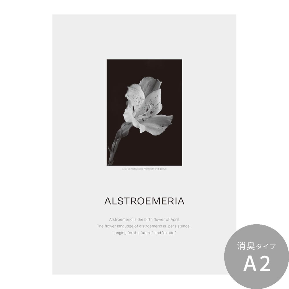 貼ってはがせる 消臭 アートポスター A2サイズ Room No.0 Birthday Art Poster Classy Flower 4月 アルストロメリア SRN-BCF04