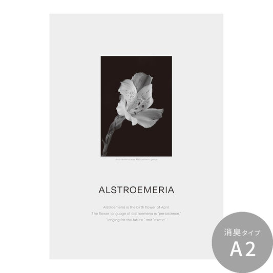 貼ってはがせる 消臭 アートポスター A2サイズ Room No.0 Birthday Art Poster Classy Flower 4月 アルストロメリア SRN-BCF04