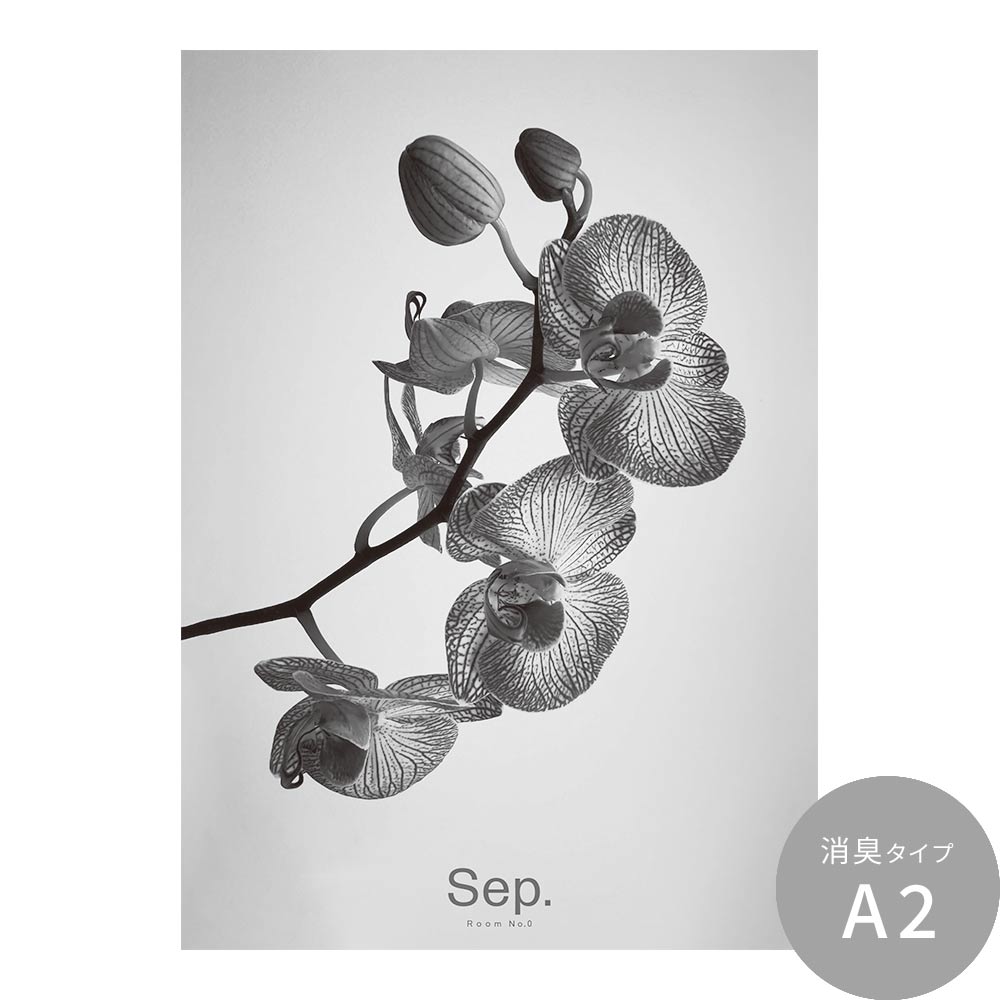 貼ってはがせる 消臭 アートポスター A2サイズ Room No.0 Birthday Art Poster Single flower 9月 デンファレ SRN-BSF09