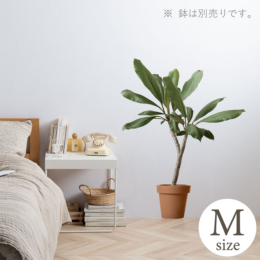 貼ってはがせる Botanical Sticker ボタニカルステッカー Mサイズ プルメリア HMST-BTS-M04